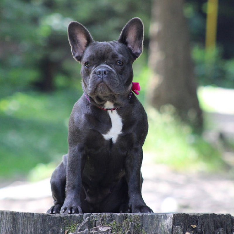 Bouledogue Français - photo 2
