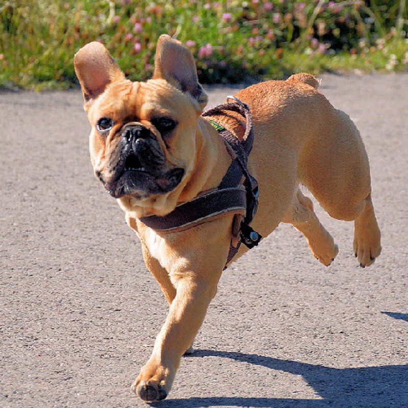 Bouledogue Français - photo 4