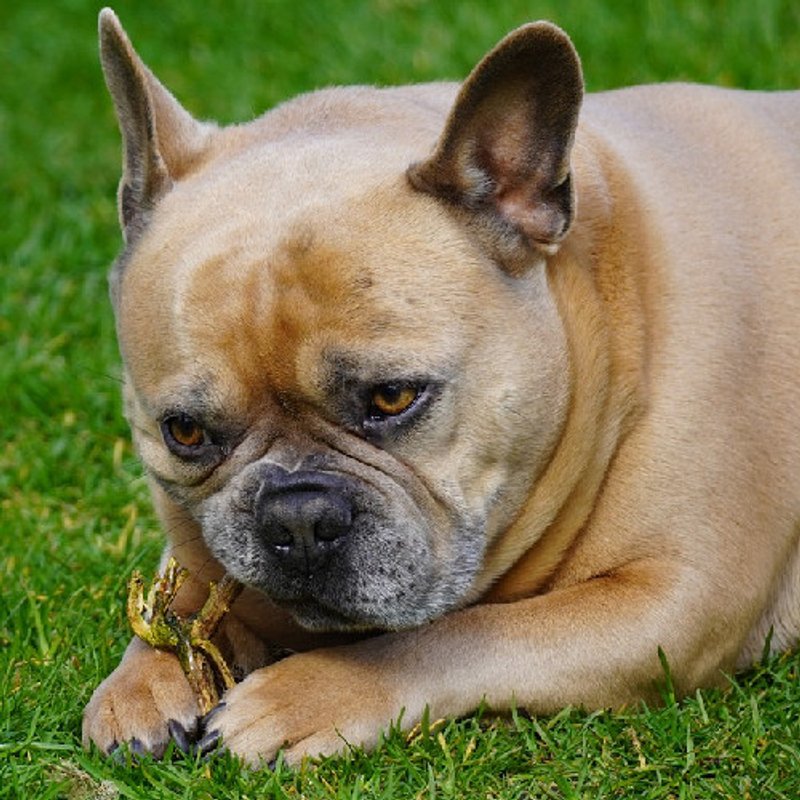 Bouledogue Français - photo 5