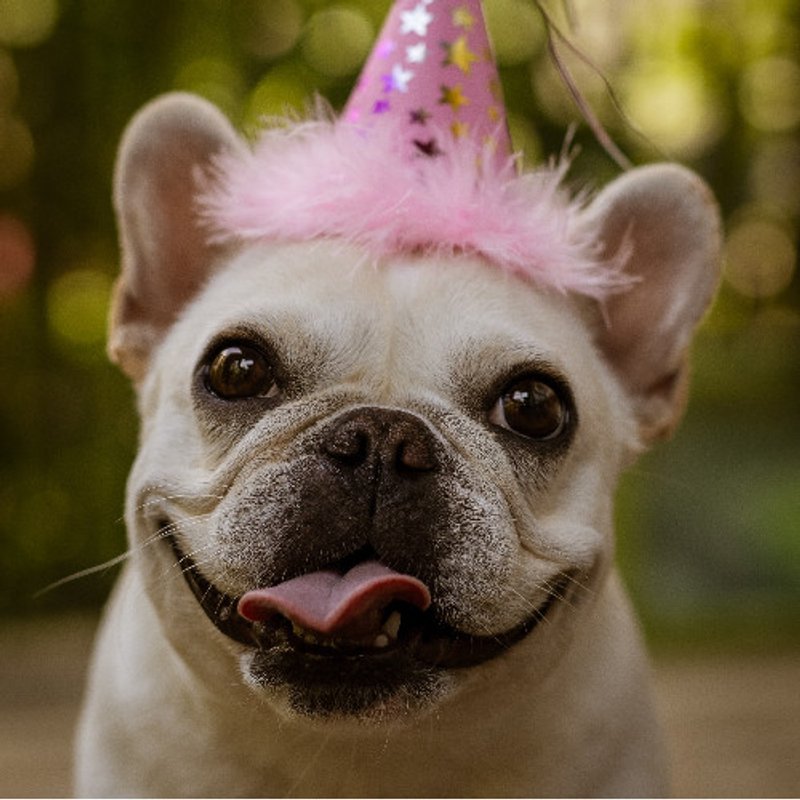 Bouledogue Français - photo 3