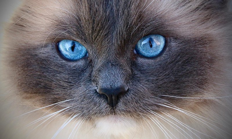 Chat Ragdoll galerie photo portrait