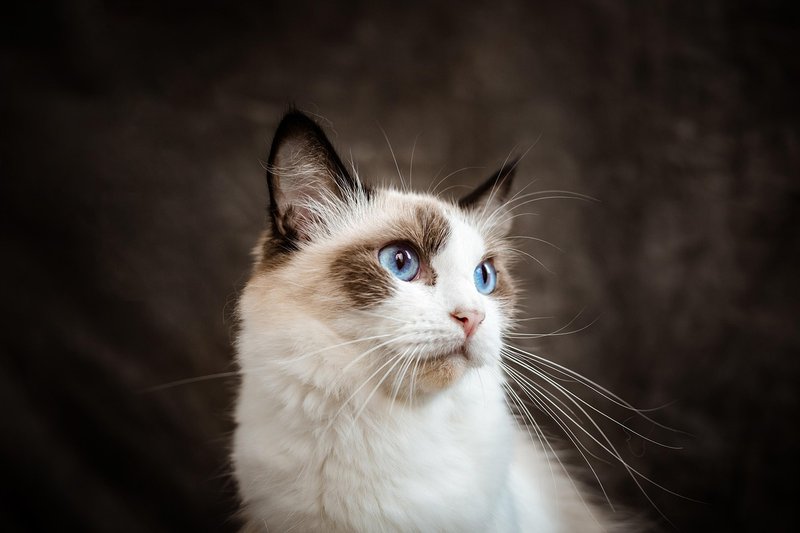 Ragdoll chat aux yeux bleus portrait