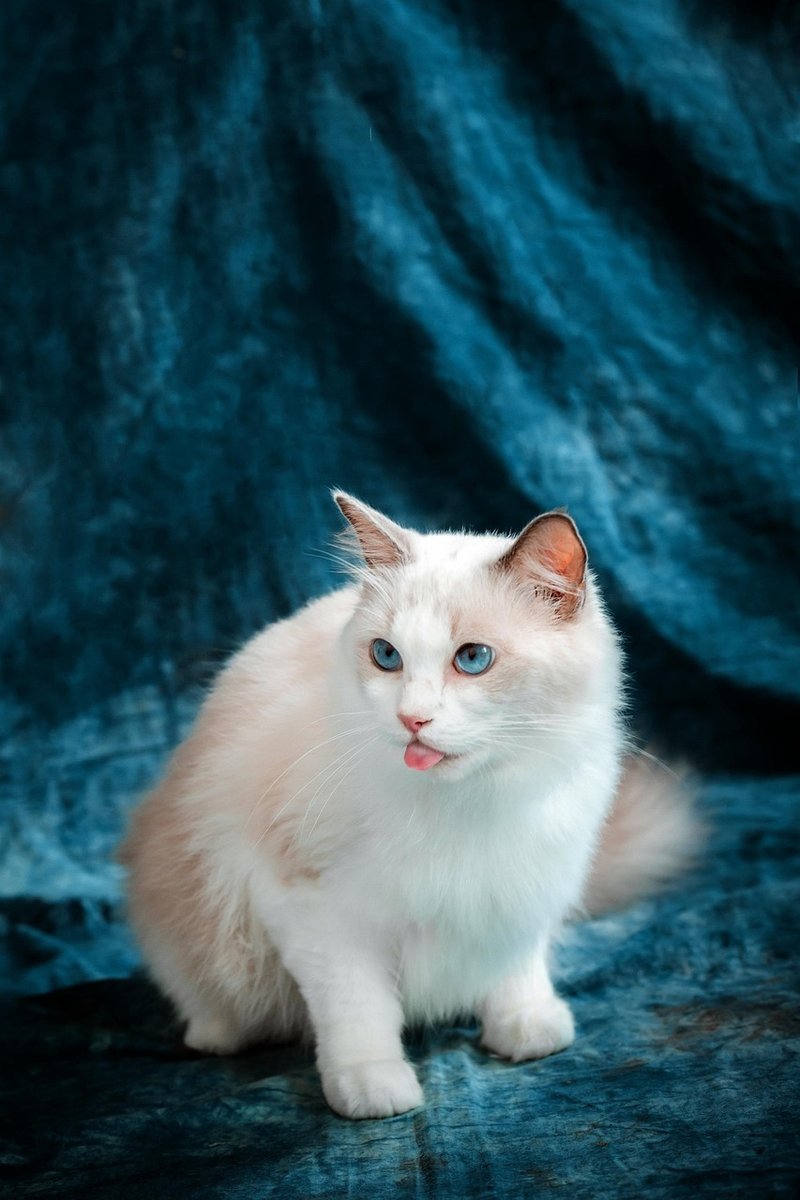 Ragdoll chat pelage mi-long soyeux