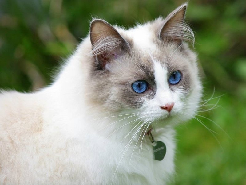Ragdoll chat beauté et élégance