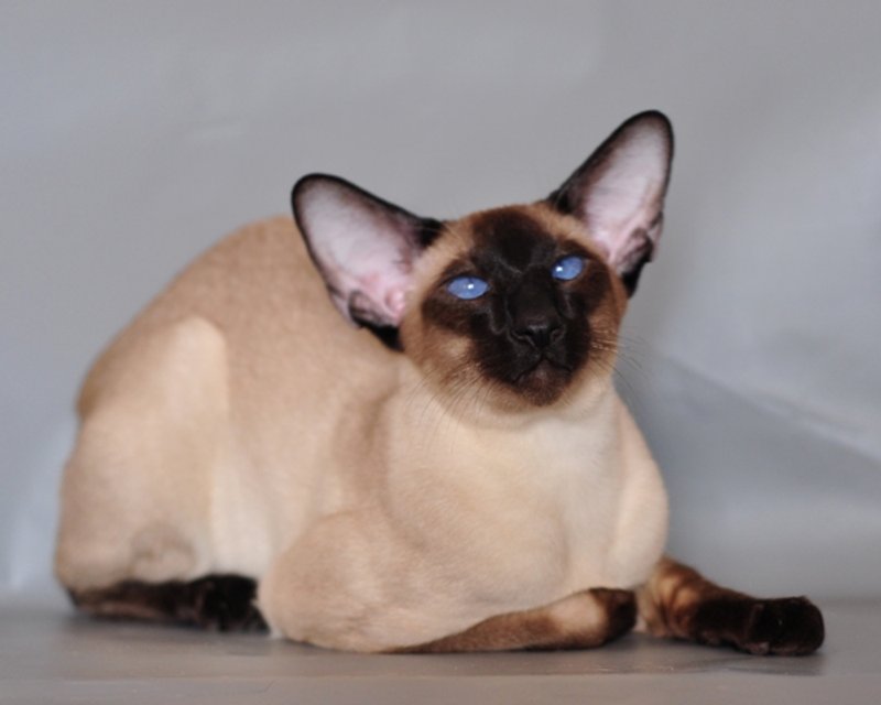 Chat Siamois classique seal point