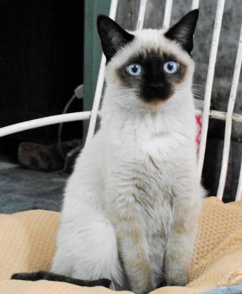 Chatte Siamoise aux yeux bleus