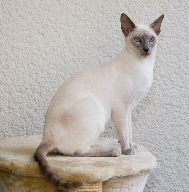 Chat Siamois lilac point assis