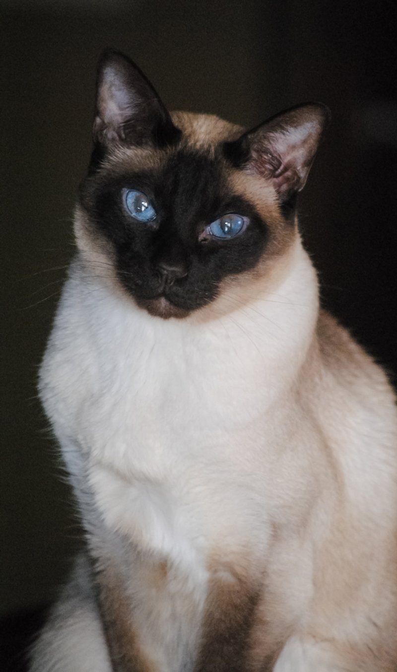 Portrait de face chat Siamois
