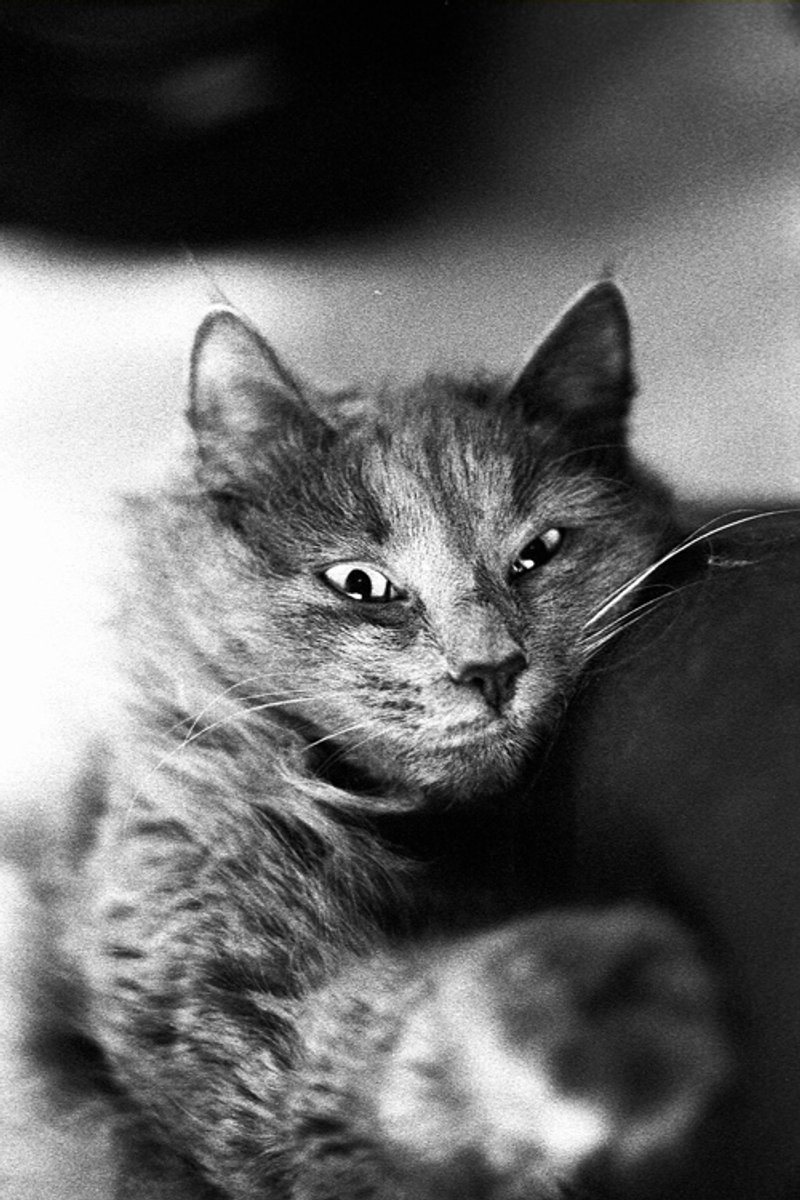Chat des forêts norvégiennes roux
