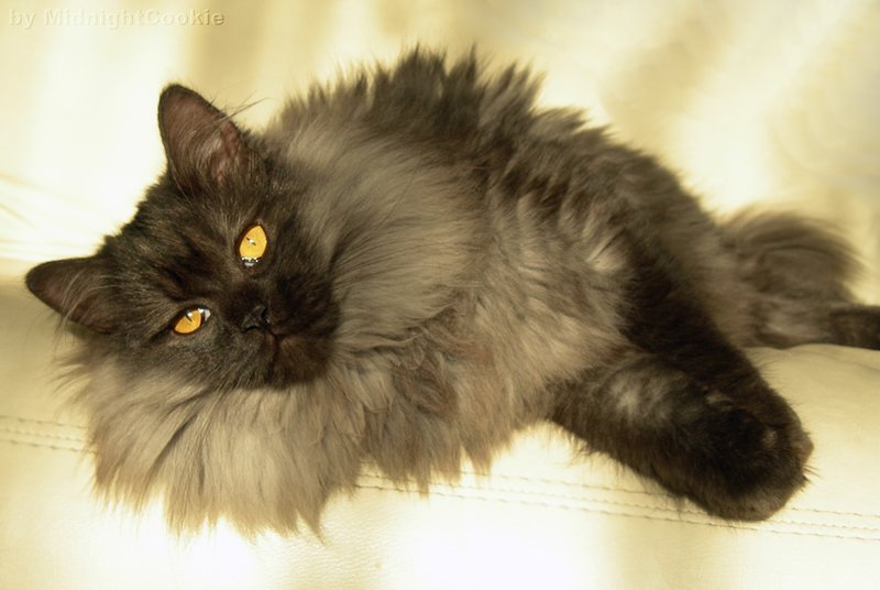 Portrait de Chat norvégien