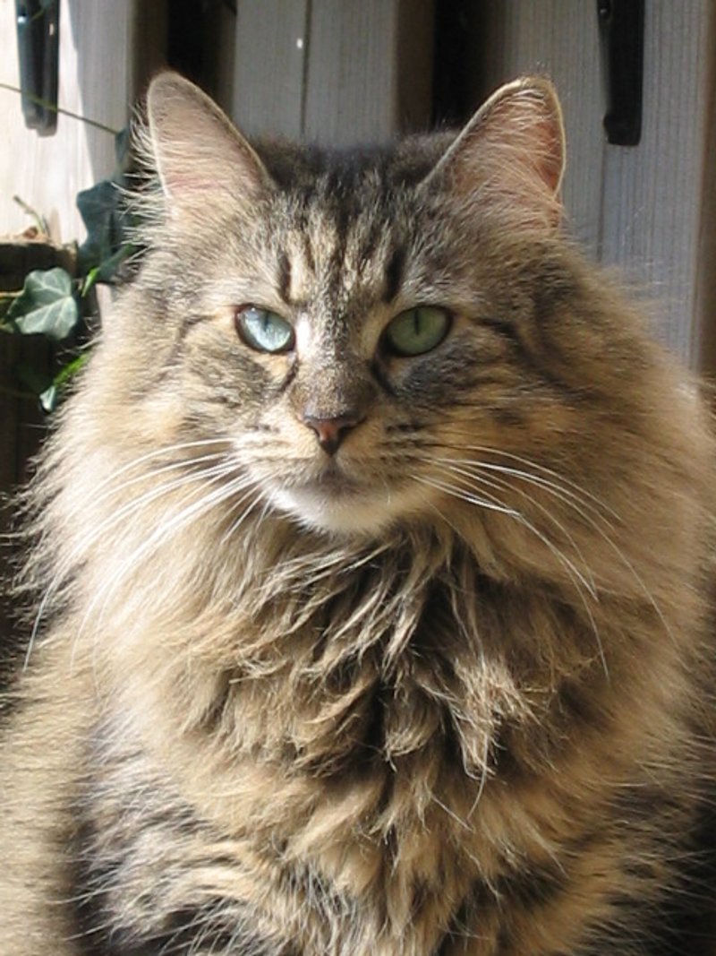 Chat norvégien dans la neige