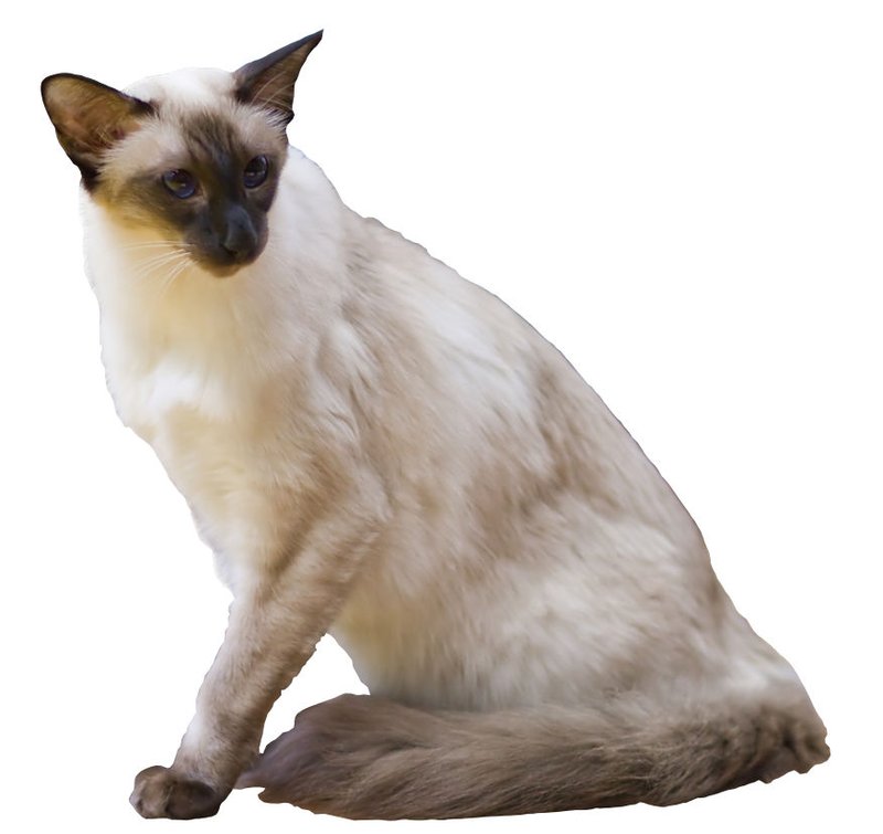 Balinais au pelage soyeux