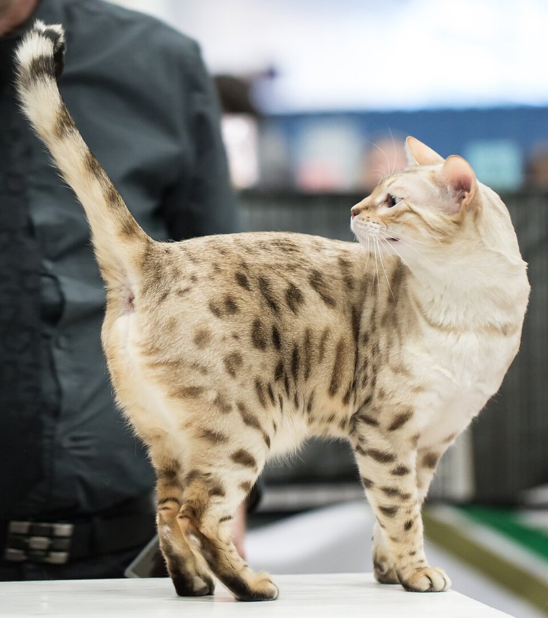 Bengal au pelage glitter