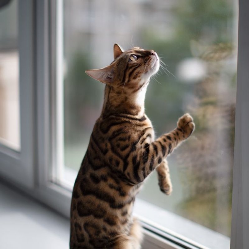 Bengal - photo galerie 3