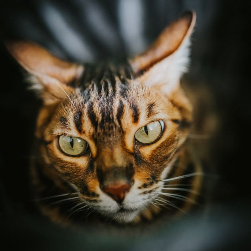 Bengal - photo galerie 2