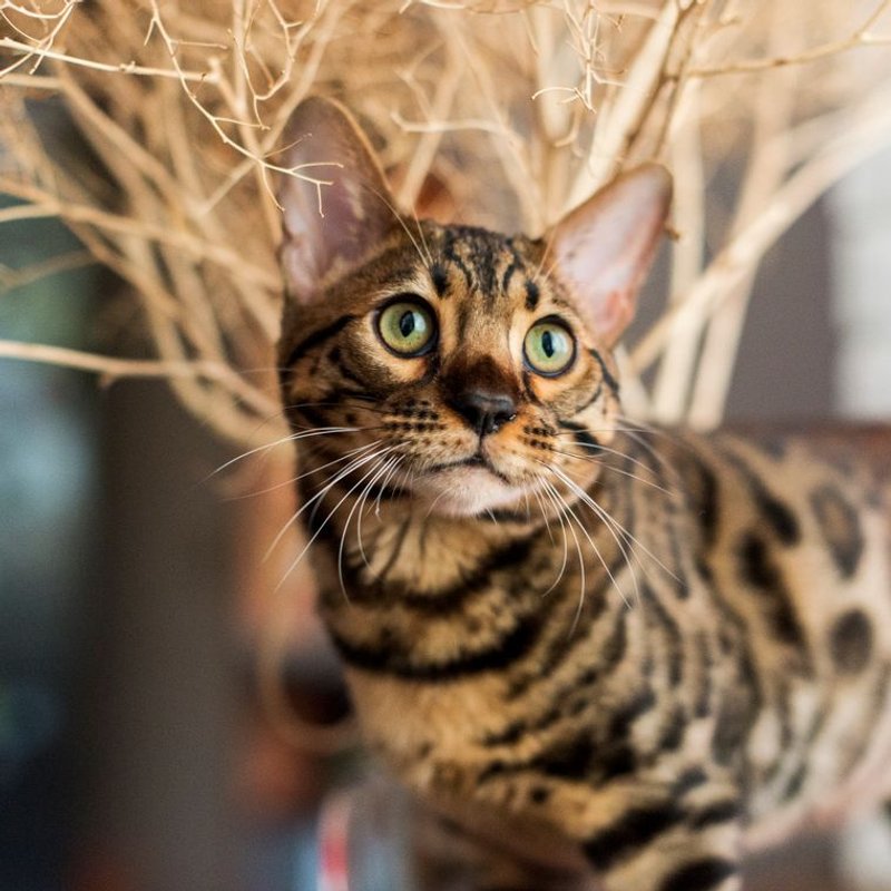 Bengal - photo galerie 1
