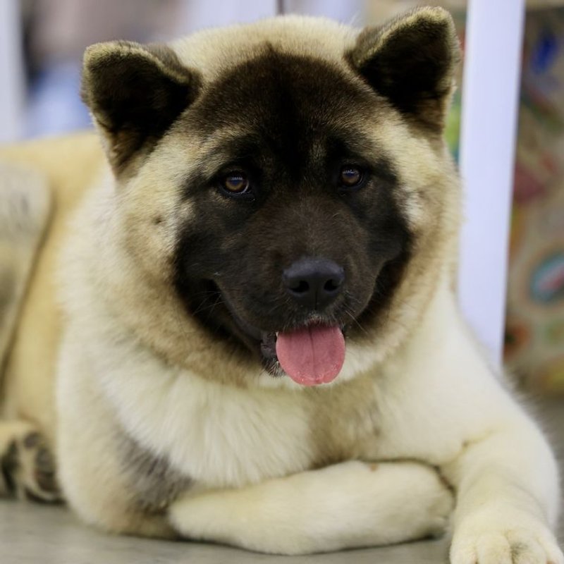 Akita Américain - photo galerie 3
