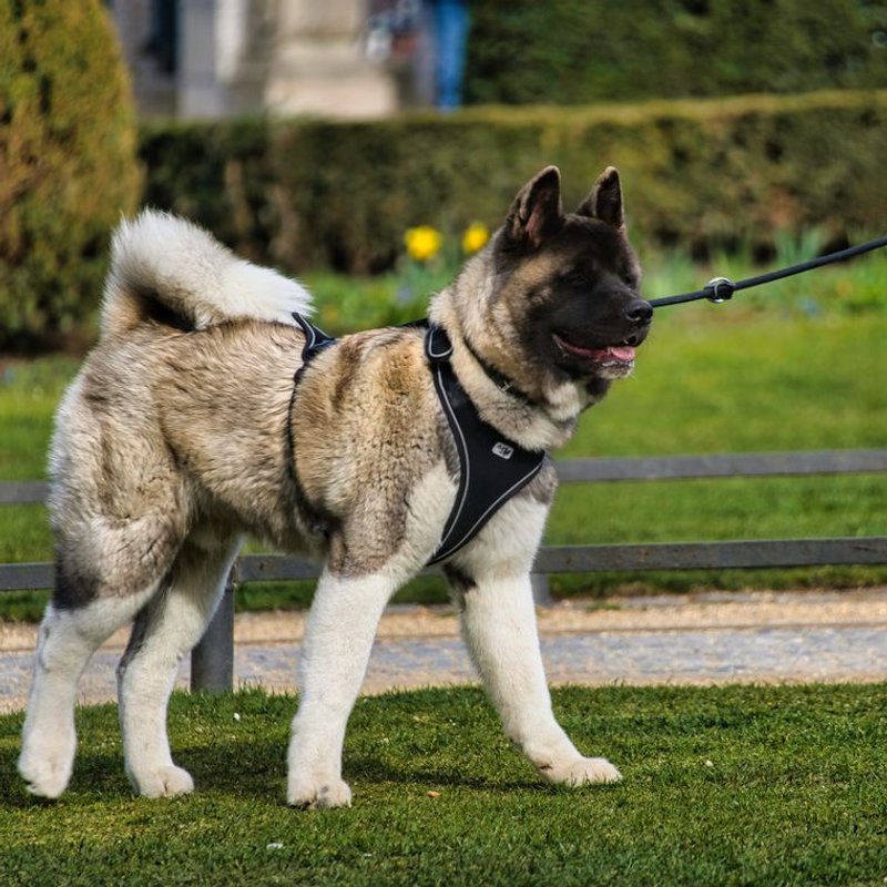 Akita Américain - photo galerie 2