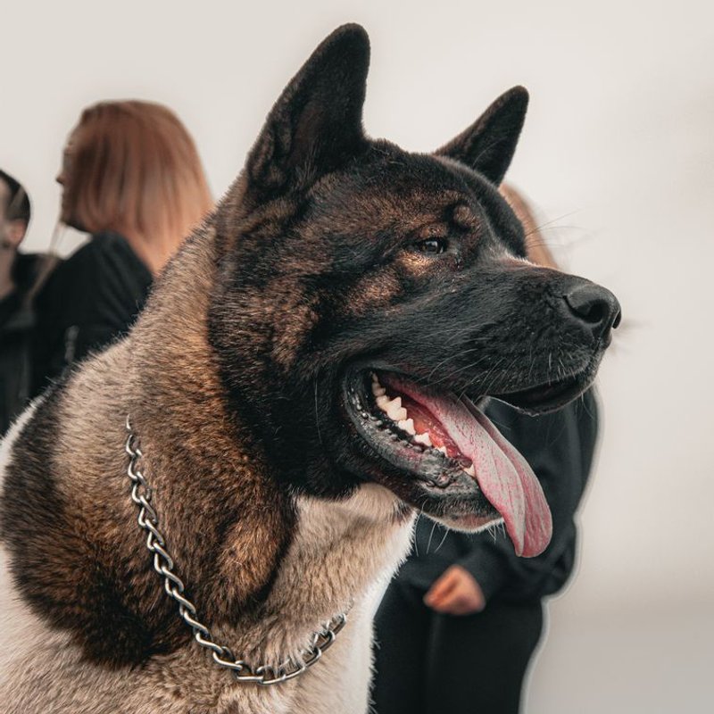 Akita Américain - photo galerie 1