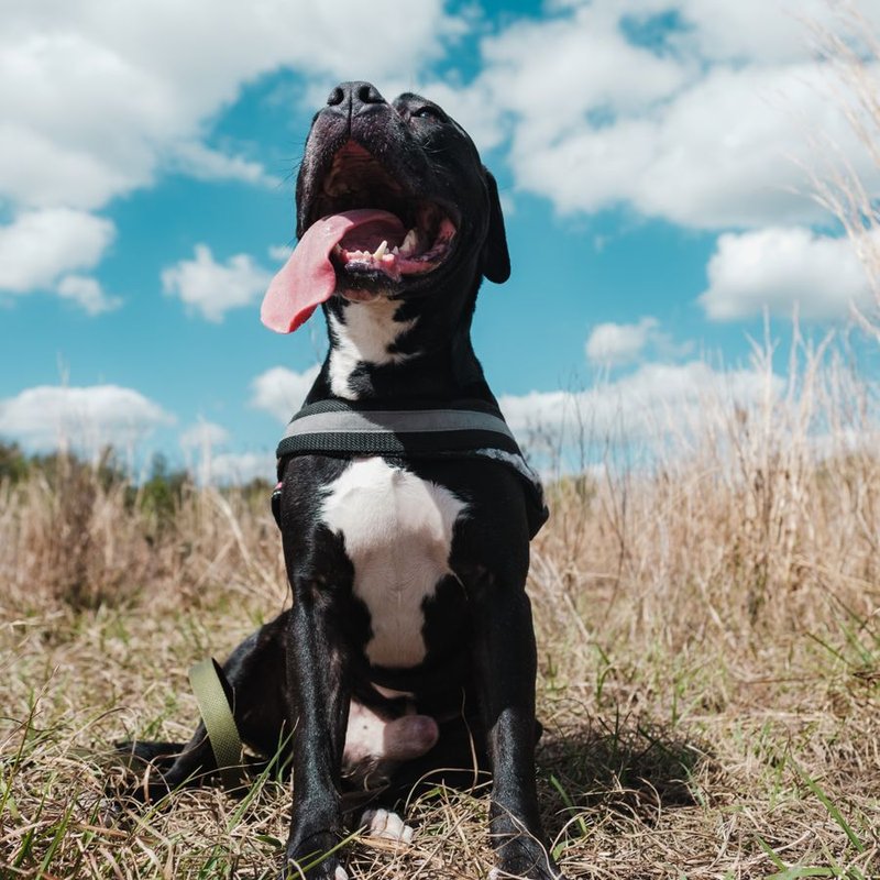 American Pitbull Terrier - photo galerie 2