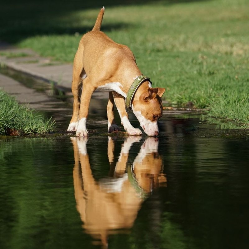 American Pitbull Terrier - photo galerie 3