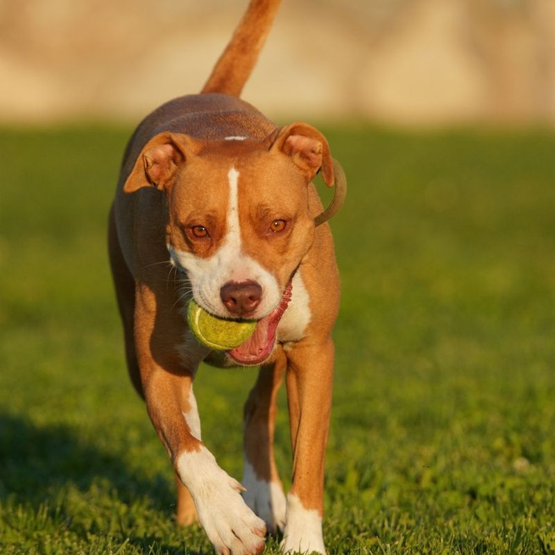 American Pitbull Terrier - photo galerie 4