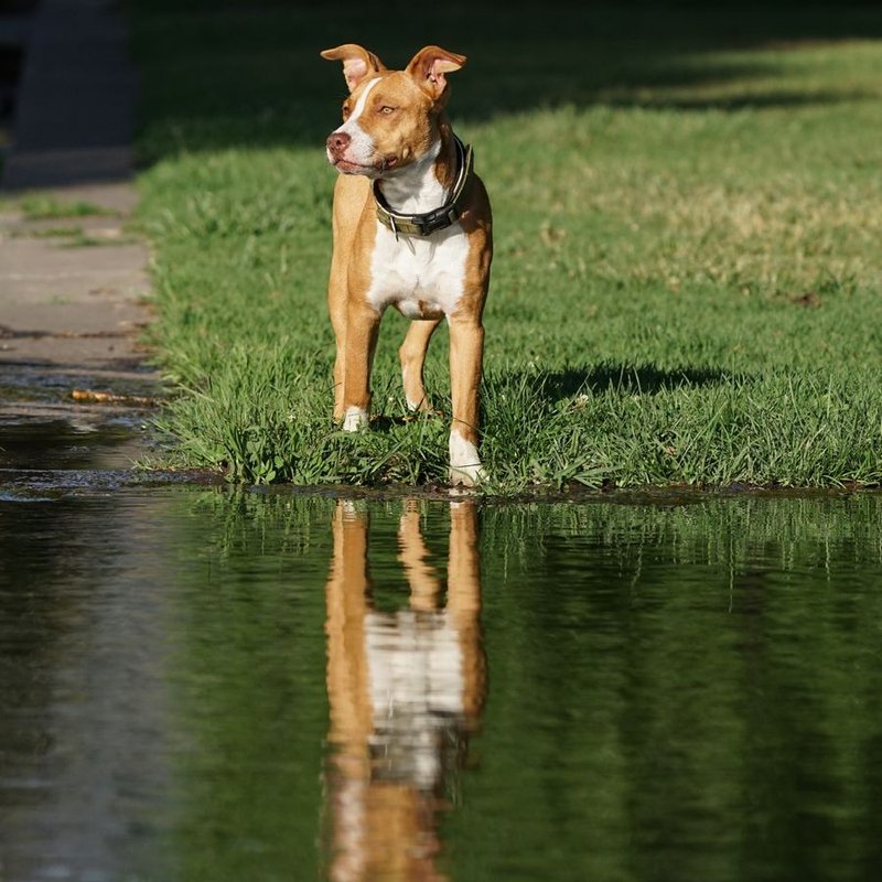 American Pitbull Terrier - photo galerie 1
