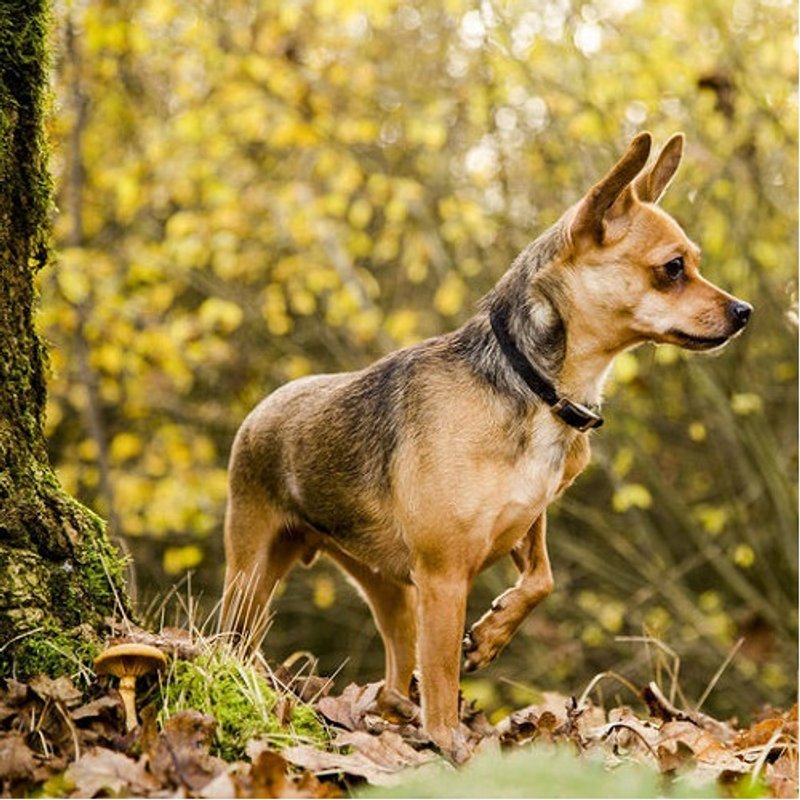 Chihuahua - photo 1
