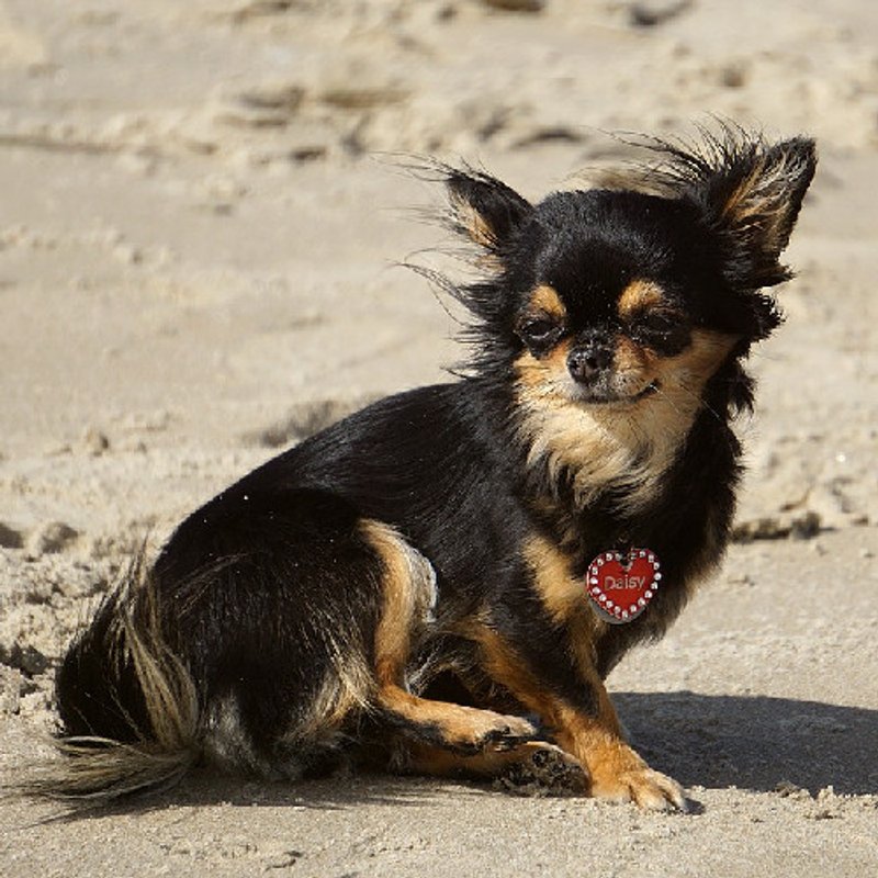 Chihuahua - photo 2