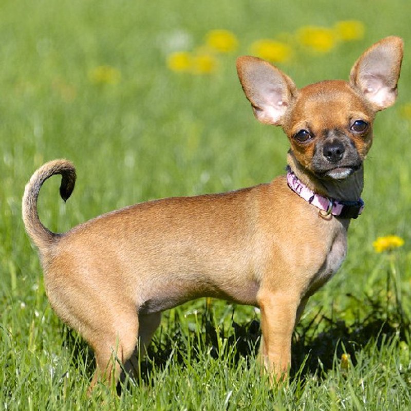 Chihuahua - photo 3