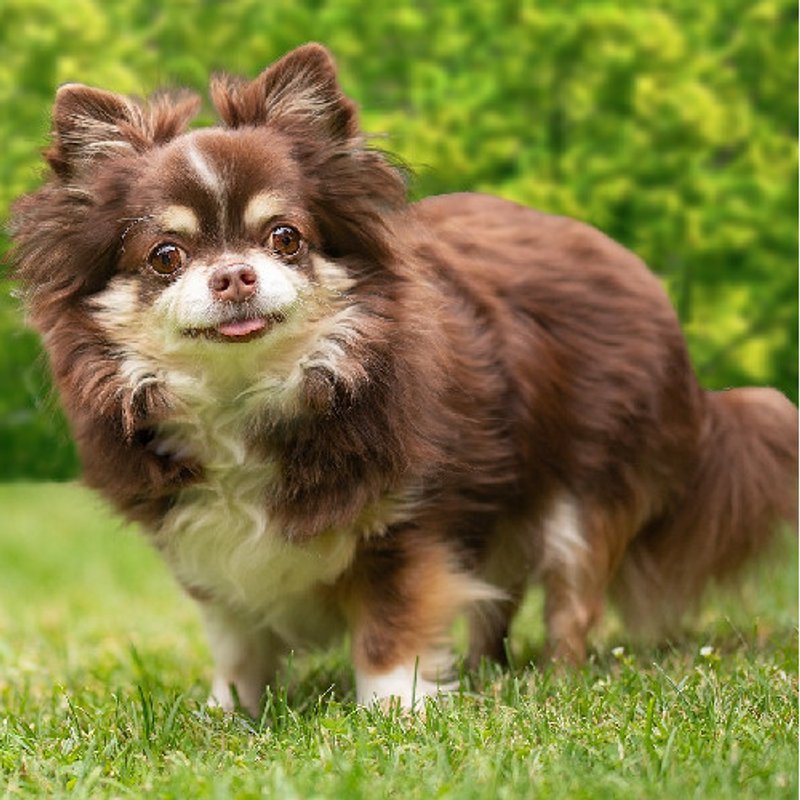 Chihuahua - photo 4