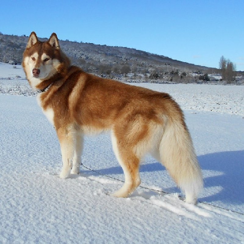 Husky de Sibérie - photo 3