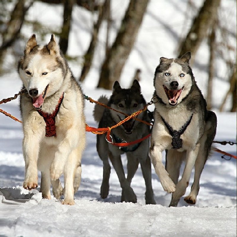 Husky de Sibérie - photo 2
