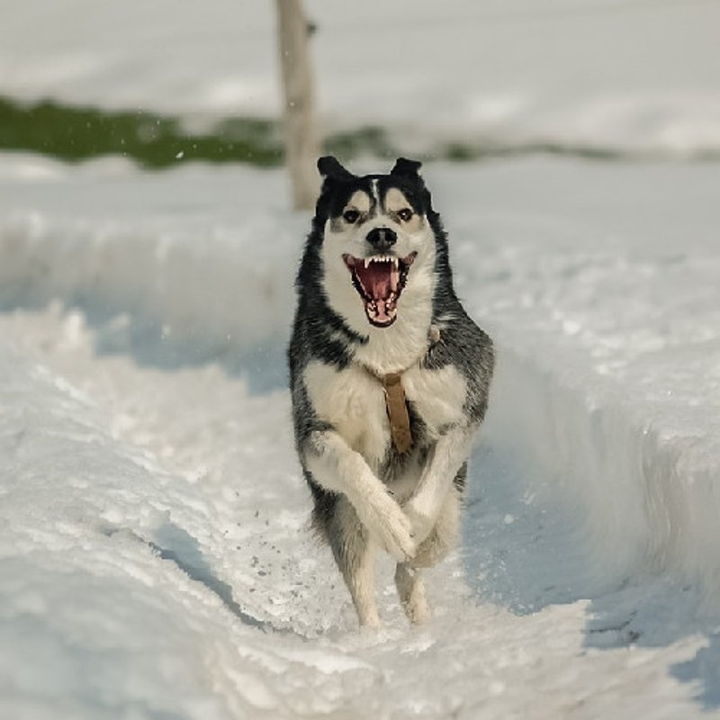 Husky de Sibérie - photo 4