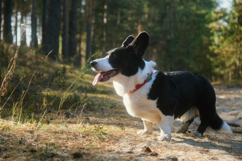 Corgi - photo galerie 5