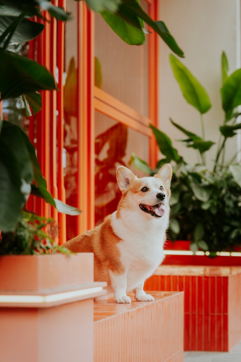 Corgi - photo galerie 8