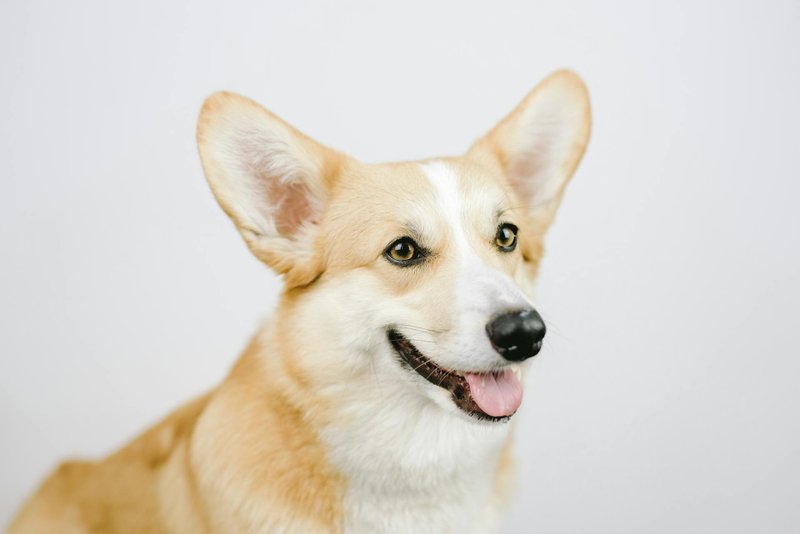 Corgi - photo galerie 4
