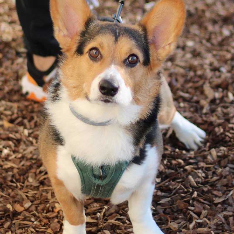 Corgi - photo galerie 1