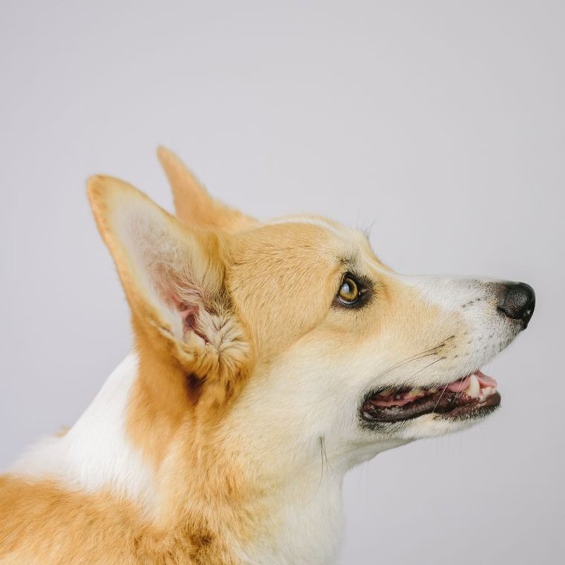 Corgi - photo galerie 3