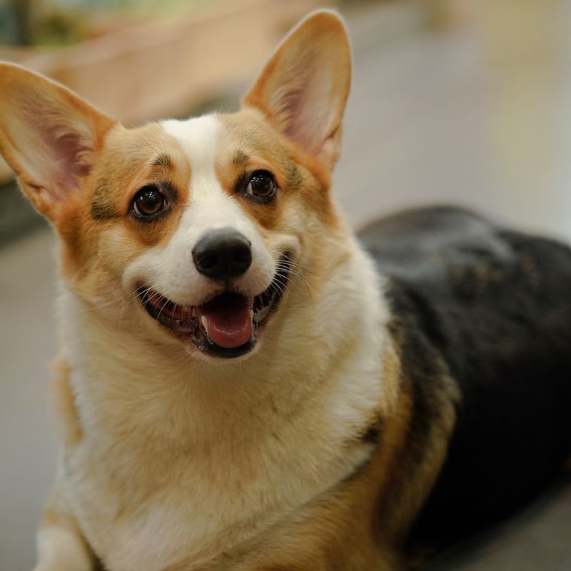 Corgi - photo galerie 2