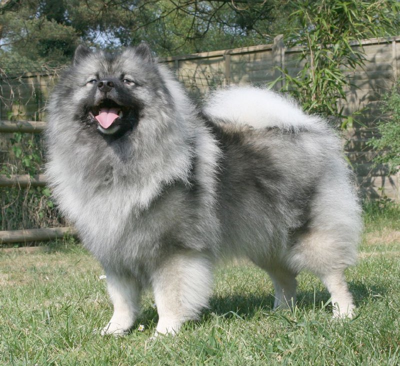 Spitz Loup - photo galerie 2