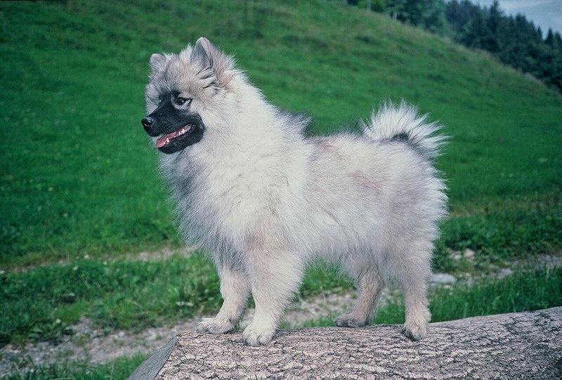Spitz Loup - photo galerie 3