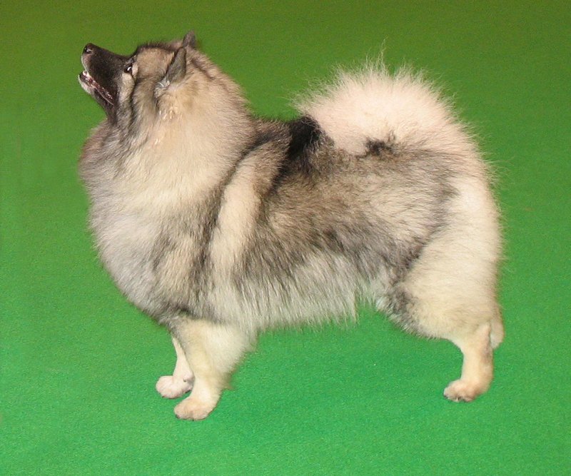 Spitz Loup - photo galerie 1