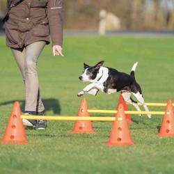 Set d'obstacle pour chien Trixie