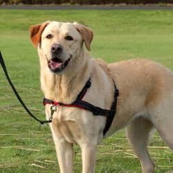 Harnais anti traction chien Lead'n'Walk Soft