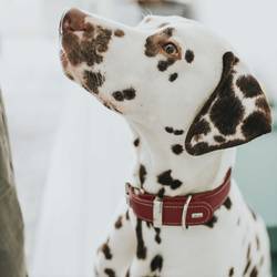 Collier en cuir pour chien Aalborg Spécial rouge Hunter