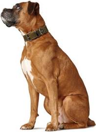 Collier en cuir Aalborg Spécial olive pour chien Hunter