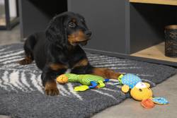 Tapis chauffant isolant, capte la chaleur pour chien