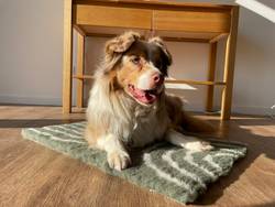 Tapis chauffant isolant qui capte la chaleur pour chien et chat