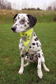 Foulard réfléchissant pour chien
